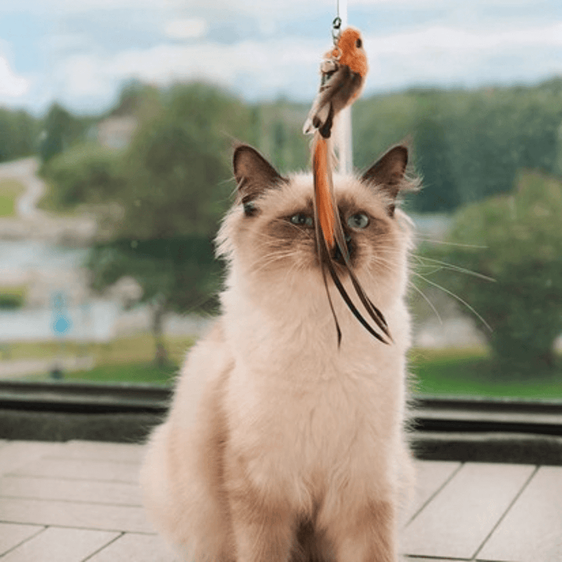 manando Birdy - Interaktives Vogel-Set für neugierige Katzen